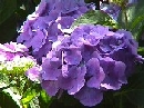 hortensia